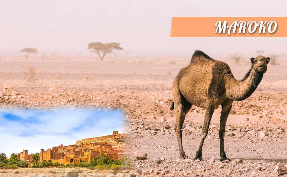 Maroko 531