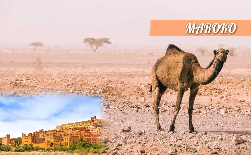 Maroko 531